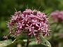 Clerodendrum bungei